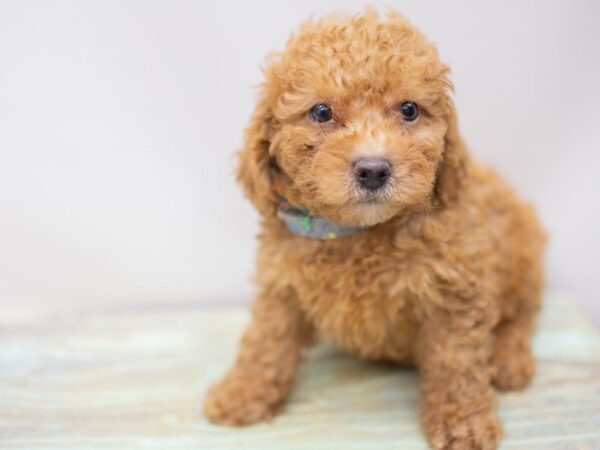 Toy Poodle DOG Male Red 14093 Petland Wichita, Kansas