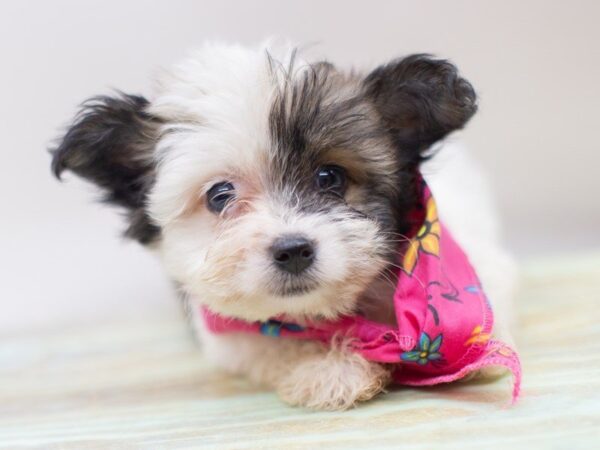 Havanese DOG Female Tri Color 14092 Petland Wichita, Kansas