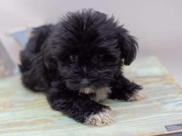 Havanese DOG Male Black 14091 Petland Wichita, Kansas