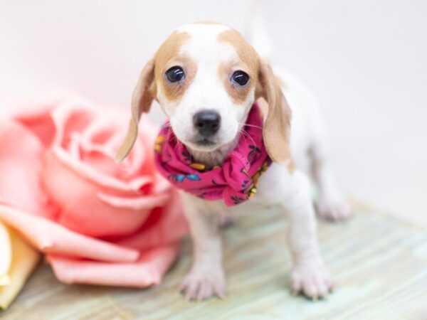 Miniature Dachshund DOG Female Piebald 14090 Petland Wichita, Kansas