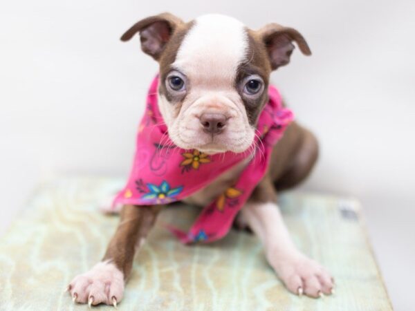 Boston Terrier-DOG-Female-Red and White-14089-Petland Wichita, Kansas