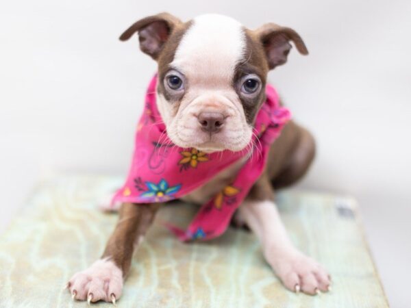 Boston Terrier DOG Female Red and White 14089 Petland Wichita, Kansas