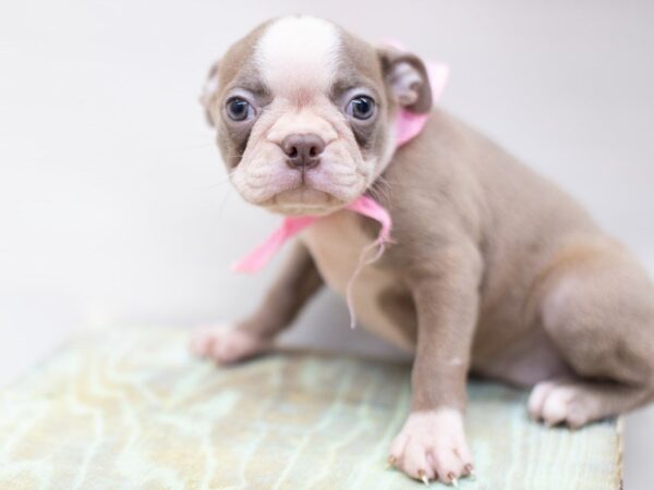 Boston Terrier DOG Female Red and White 14088 Petland Wichita, Kansas