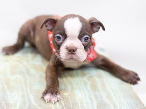 Boston Terrier-DOG-Male-Red and White-14087-Petland Wichita, Kansas