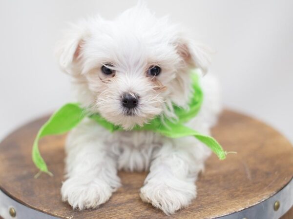 Maltese DOG Male White 14086 Petland Wichita, Kansas