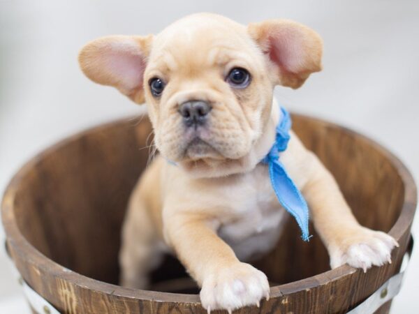 French Bulldog DOG Male Red 14085 Petland Wichita, Kansas