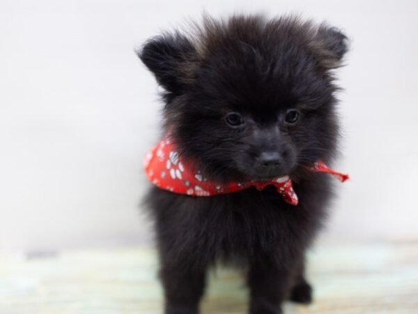 Pomeranian DOG Female Black 14084 Petland Wichita, Kansas