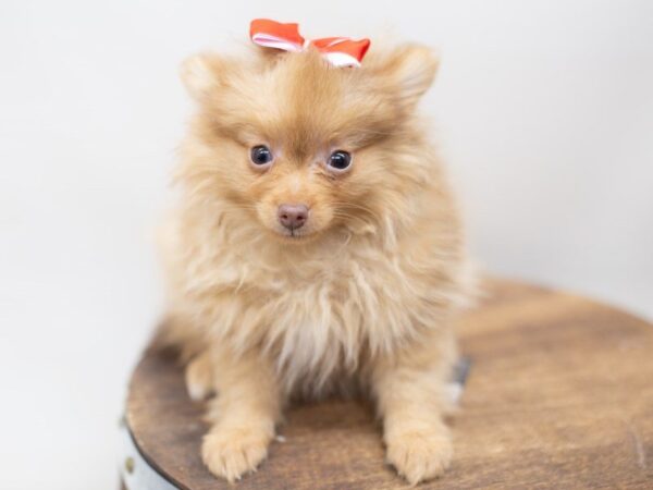 Pomeranian DOG Male Red 14083 Petland Wichita, Kansas