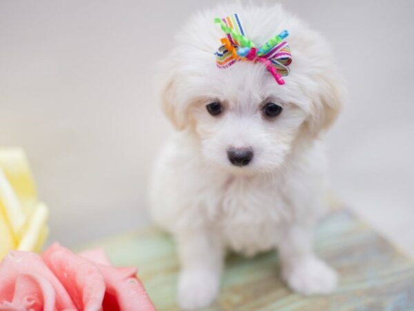 Malti Poo DOG Female White 14082 Petland Wichita, Kansas