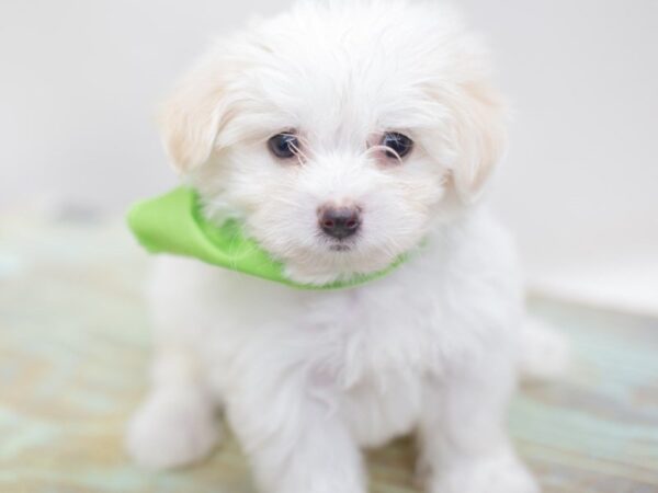 Malti Poo DOG Male White 14081 Petland Wichita, Kansas