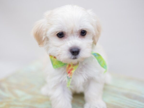 Malti Poo-DOG-Male-Cream-14080-Petland Wichita, Kansas