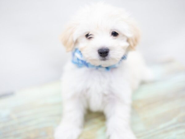 Malti Poo DOG Male Cream 14079 Petland Wichita, Kansas