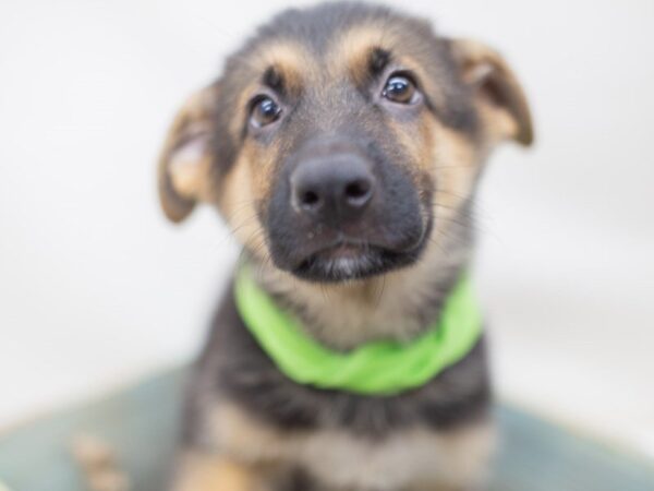 German Shepherd Dog-DOG-Female-BLACK & TAN-14078-Petland Wichita, Kansas