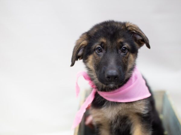 German Shepherd Dog DOG Female BLACK & TAN 14077 Petland Wichita, Kansas