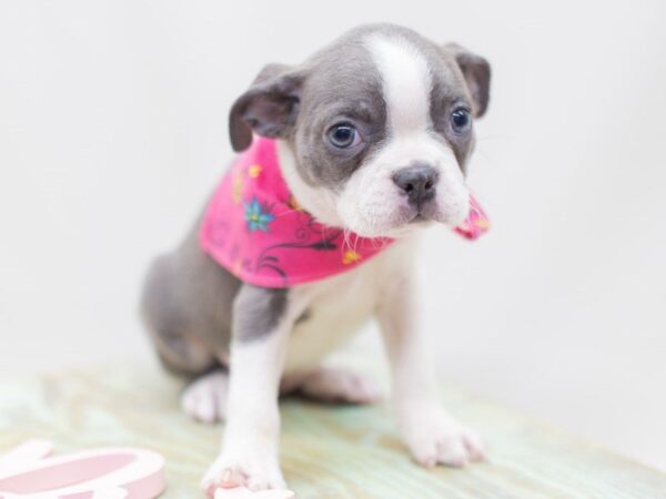 Boston Terrier DOG Female Blue & White 14076 Petland Wichita, Kansas