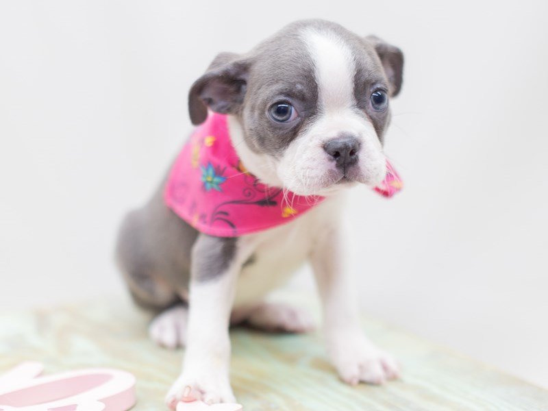 Retired boston best sale terriers for sale