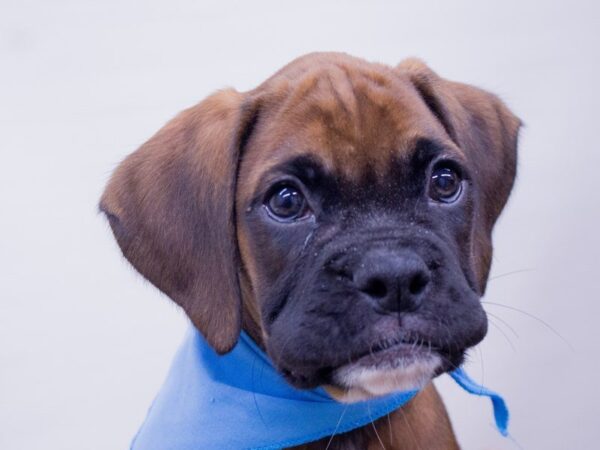 Boxer DOG Male Mahogany 14113 Petland Wichita, Kansas