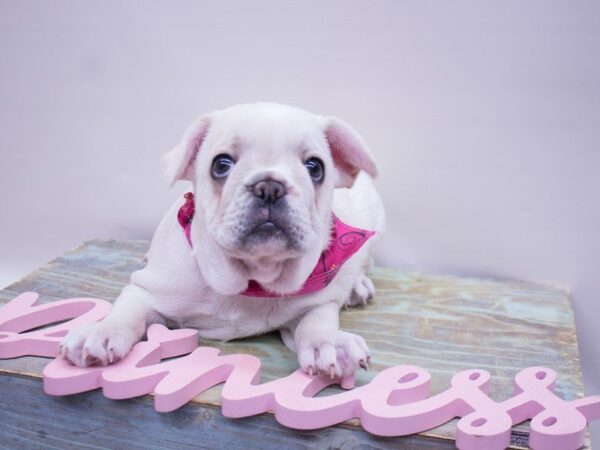 French Bulldog-DOG-Female-Cream-14112-Petland Wichita, Kansas