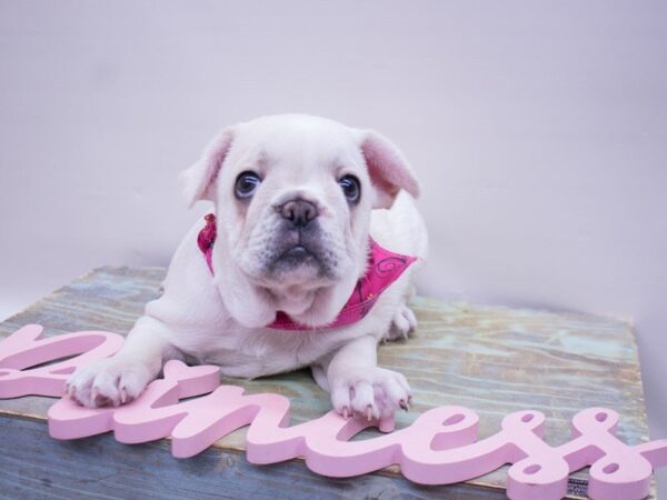 French Bulldog DOG Female Cream 14112 Petland Wichita, Kansas