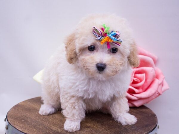 Toy Poodle DOG Female APRICOT 14114 Petland Wichita, Kansas