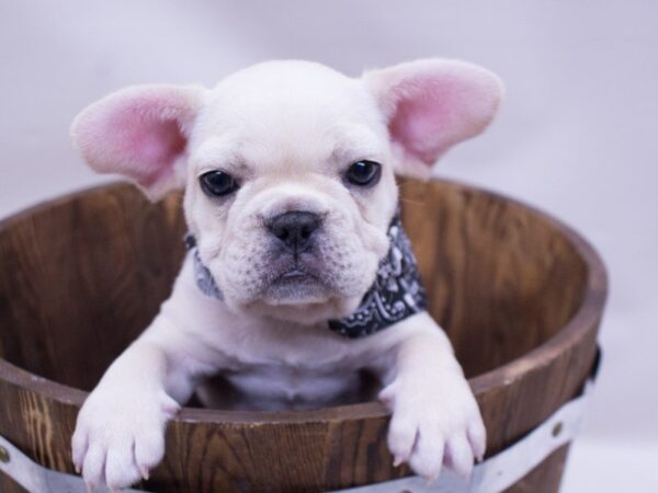 French Bulldog DOG Male Cream 14111 Petland Wichita, Kansas