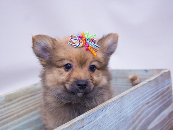 Pomeranian DOG Female Red 14110 Petland Wichita, Kansas