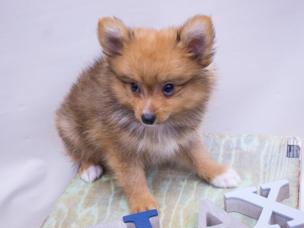 Pomeranian DOG Male Red 14109 Petland Wichita, Kansas