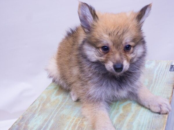 Pomeranian DOG Male Red 14108 Petland Wichita, Kansas