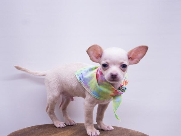 Chihuahua DOG Male Cream 14104 Petland Wichita, Kansas