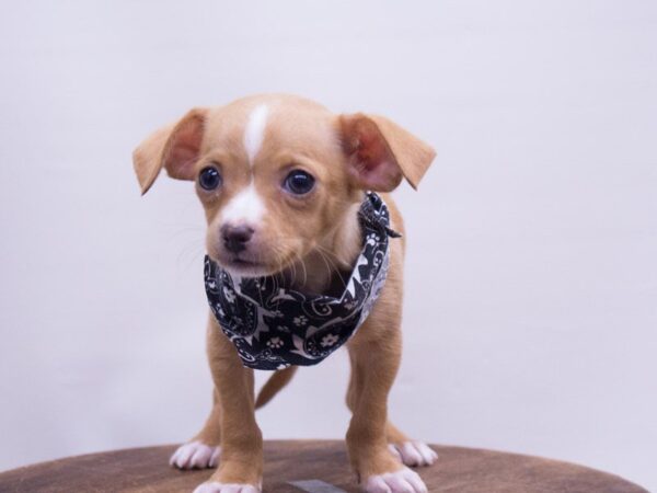 Chihuahua DOG Male Red 14103 Petland Wichita, Kansas