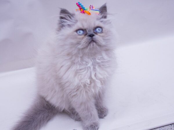 Persian CAT Female BLUE POINT 14102 Petland Wichita, Kansas