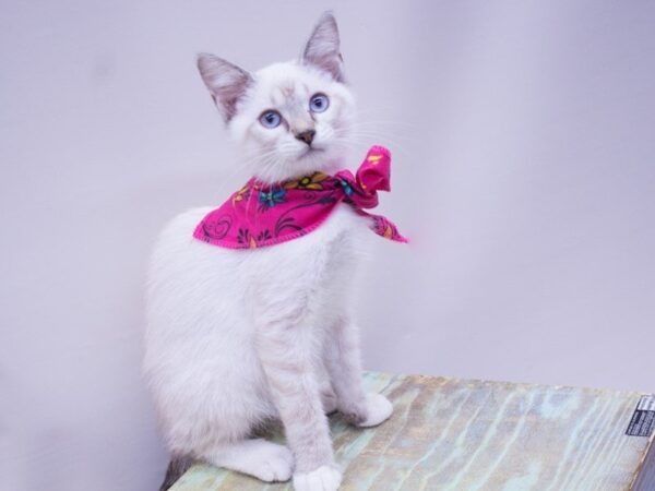 SIAMESE SNOWSHOE CAT Female TORTI LYNX POINT 14101 Petland Wichita, Kansas