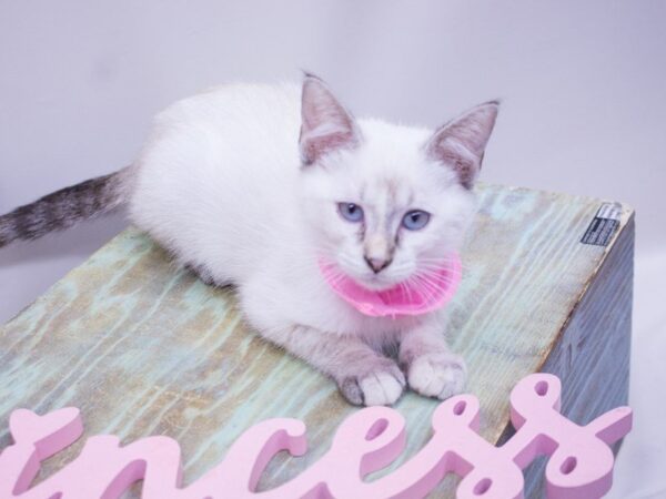 SIAMESE SNOWSHOE CAT Female TORTI LYNX POINT 14100 Petland Wichita, Kansas