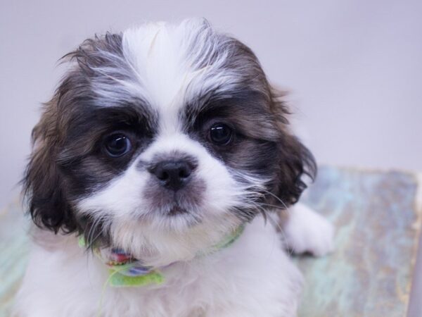 Shih Tzu-DOG-Male-Gold and White-14099-Petland Wichita, Kansas