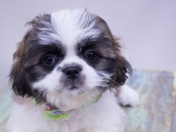 Shih Tzu DOG Male Gold and White 14099 Petland Wichita, Kansas