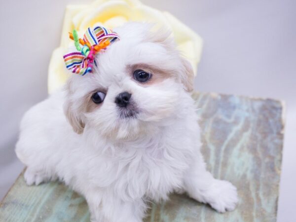 Shih Tzu DOG Female Cream and White 14098 Petland Wichita, Kansas