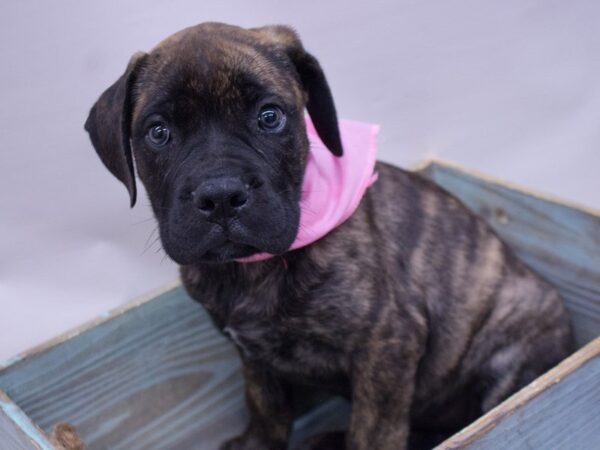 Bull Mastiff-DOG-Female-Brindle-14095-Petland Wichita, Kansas