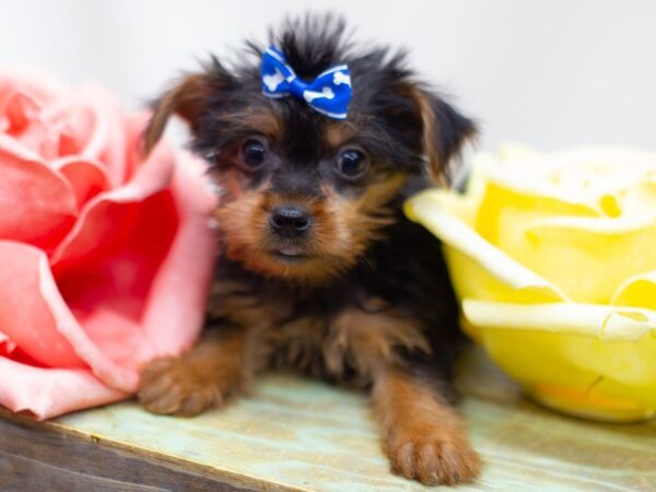 Yorkshire Terrier DOG Female Black and Tan 14153 Petland Wichita, Kansas