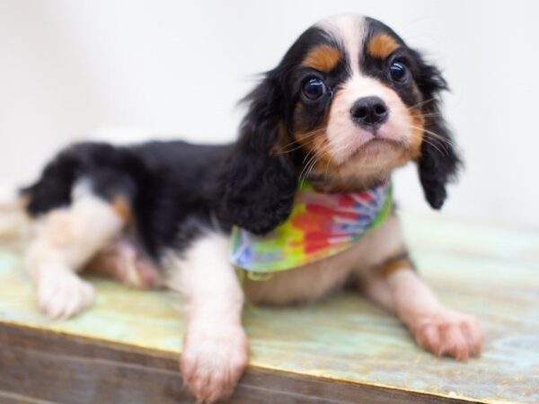 Cavalier King Charles Spaniel DOG Male Tri Color 14151 Petland Wichita, Kansas