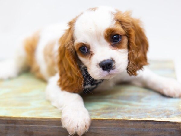 Cavalier King Charles Spaniel DOG Male Blenheim 14150 Petland Wichita, Kansas