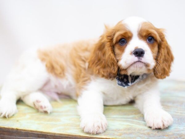 Cavalier King Charles Spaniel DOG Male Blenheim 14149 Petland Wichita, Kansas