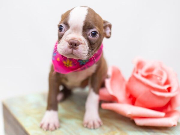 Boston Terrier-DOG-Female-Red and White-14148-Petland Wichita, Kansas