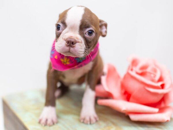 Boston Terrier DOG Female Red and White 14148 Petland Wichita, Kansas