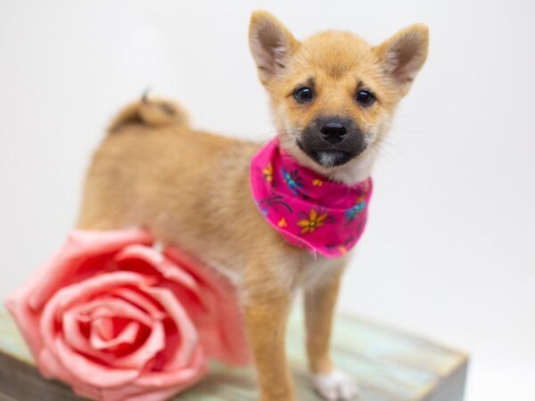 Shiba Inu DOG Female Sesame 14147 Petland Wichita, Kansas