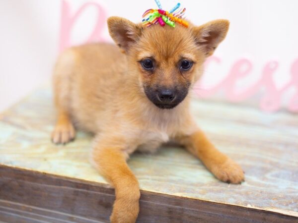 Shiba Inu-DOG-Female-Sesame-14146-Petland Wichita, Kansas