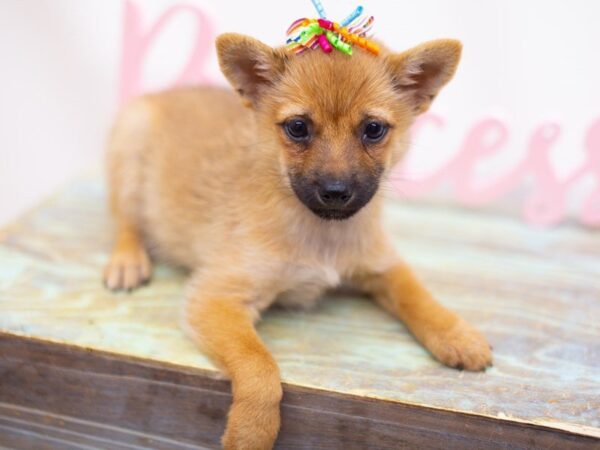 Shiba Inu DOG Female Sesame 14146 Petland Wichita, Kansas