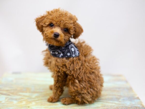 Toy Poodle DOG Male Red 14145 Petland Wichita, Kansas