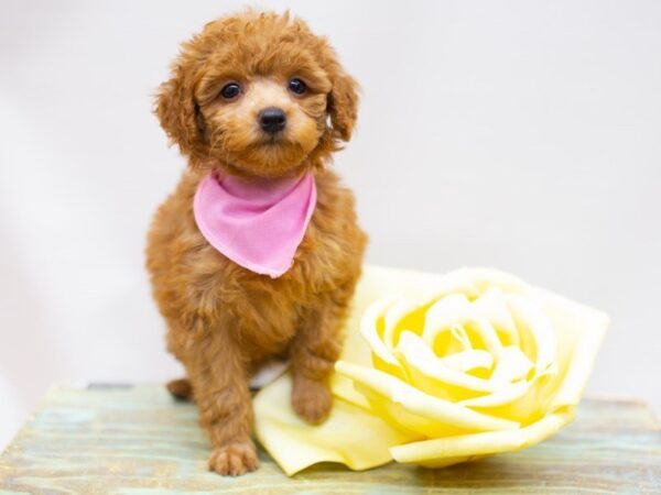 Toy Poodle-DOG-Female-Red-14144-Petland Wichita, Kansas