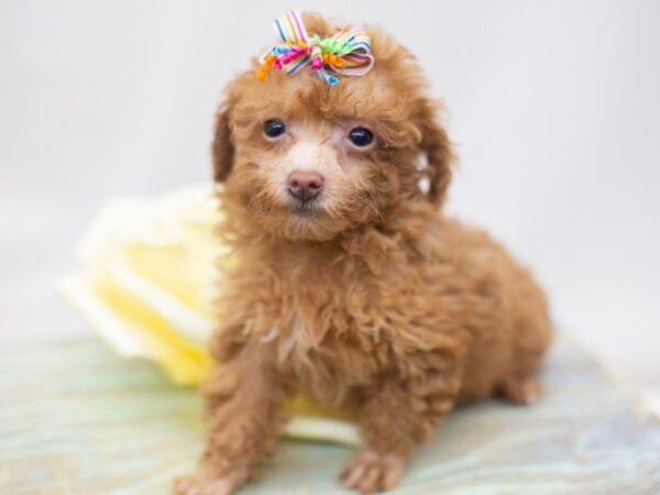 Toy Poodle-DOG-Female-Red-14143-Petland Wichita, Kansas