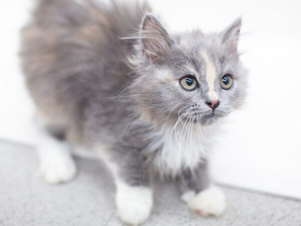 Persian CAT Female 14132 Petland Wichita, Kansas